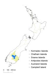 Veronica pimeleoides subsp. faucicola distribution map based on databased records at AK, CHR & WELT.
 Image: K.Boardman © Landcare Research 2022 CC-BY 4.0
